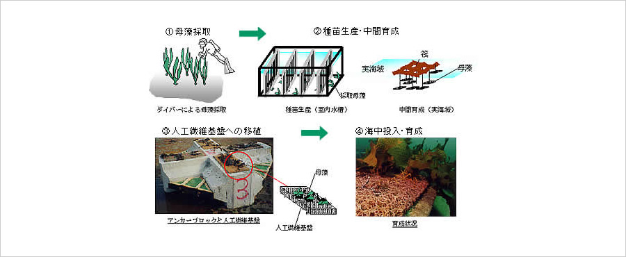 藻場造成システム | 技術情報 | 株式会社本間組